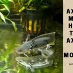 Axolotl Morph : 11 Clear Symptoms Of Axolotl Morphing