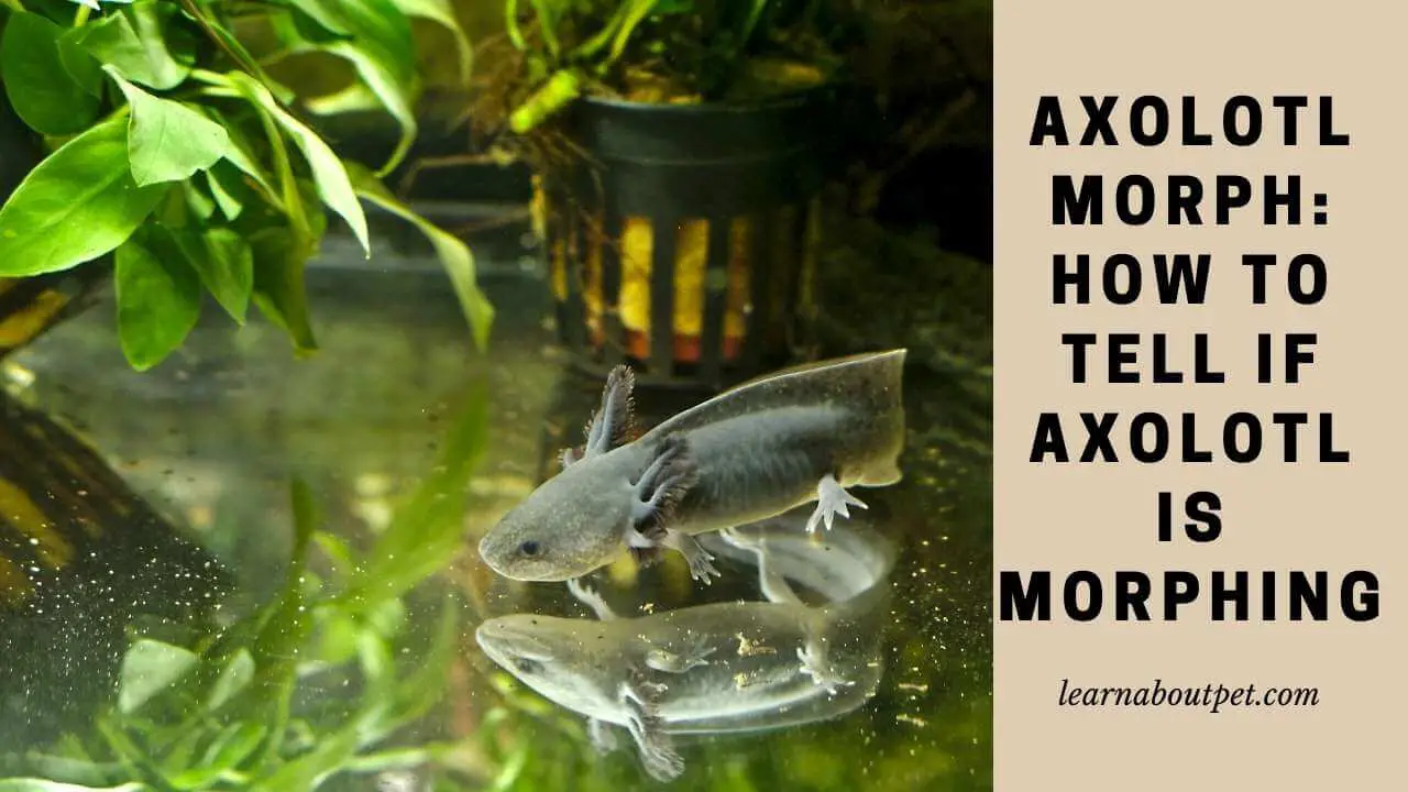 Axolotl morph