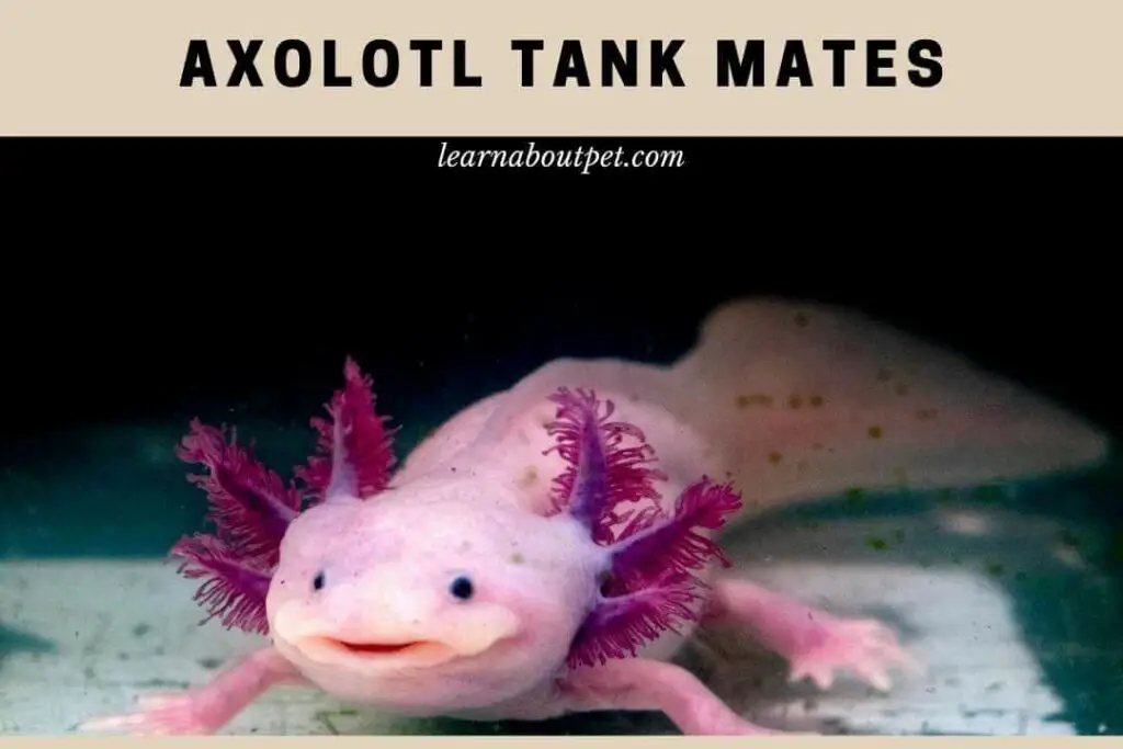 Axolotl Tank Mates What Can You Put In A Tank With Axolotls? 9 Cool Facts