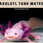 Axolotl Tank Mates