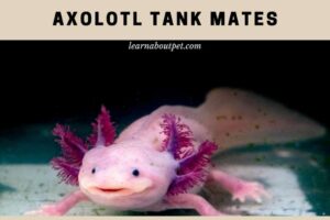 Axolotl tank mates