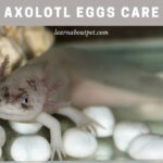 Axolotl eggs care