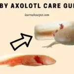 Baby Axolotl Care Guide : Top 6 Factors For Healthy Growth