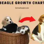 Beagle Growth Chart : Clear 24 Month Step By Step A-Z Guide