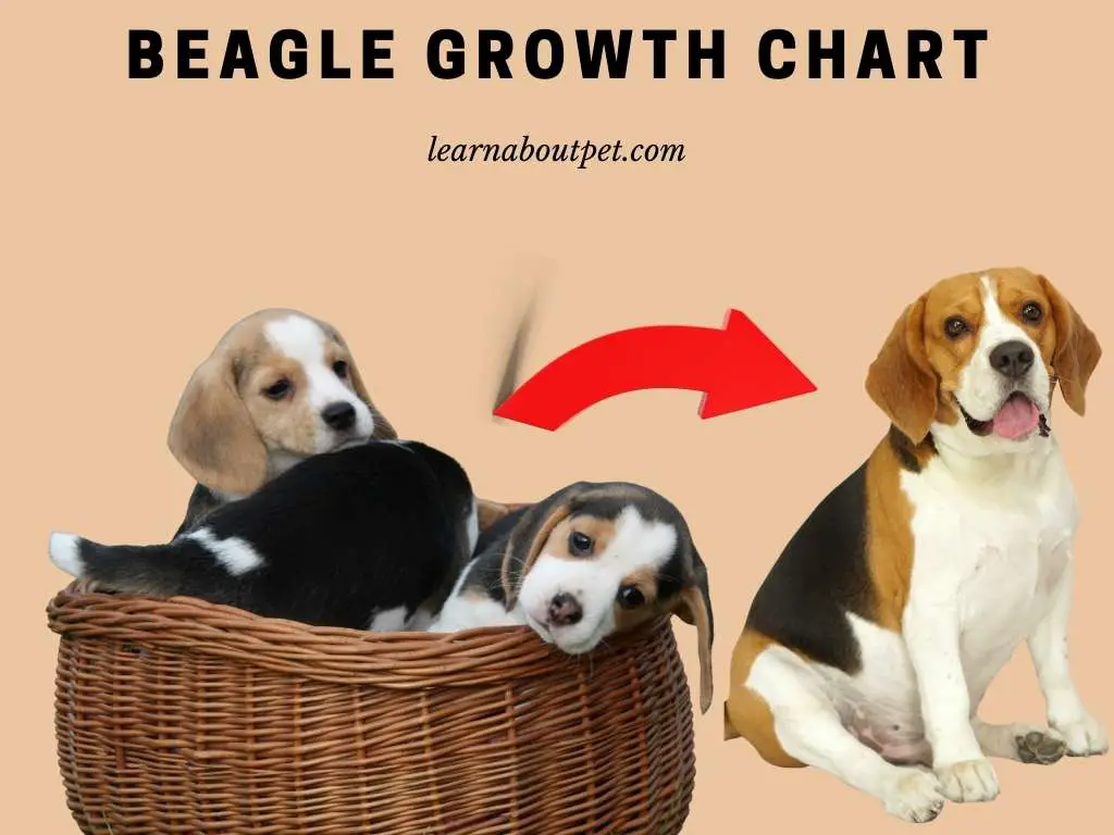 Beagle Size Chart By Age