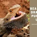 Bearded Dragon Puffed Up : 8 Clear Reasons