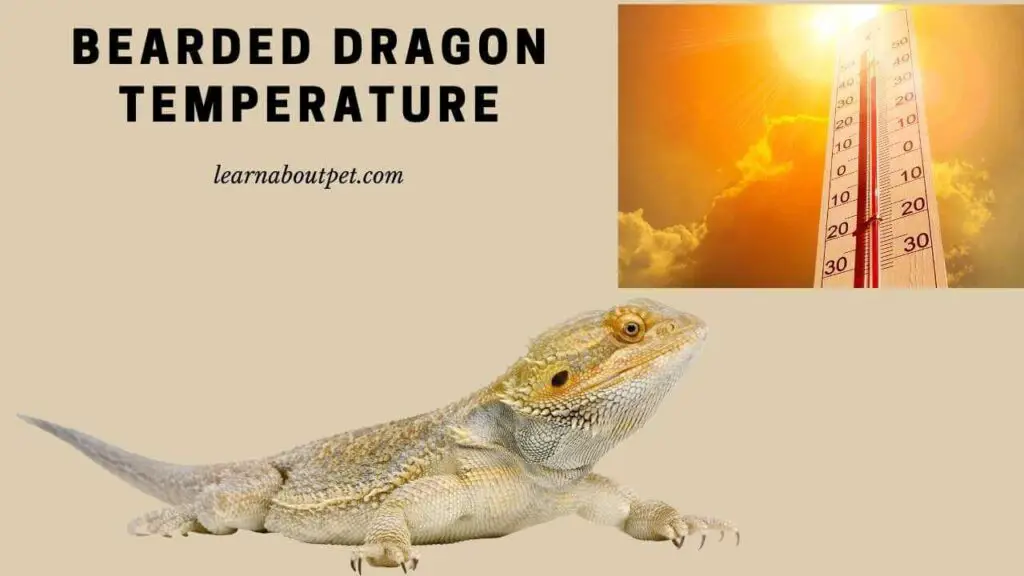 Bearded Dragon Temperature 9 Important Factors To Keep Beardie Healthy