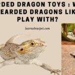 Bearded Dragon Toys - What Do Bearded Dragons Like To Play With