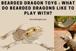 Bearded dragon toys - what do bearded dragons like to play with