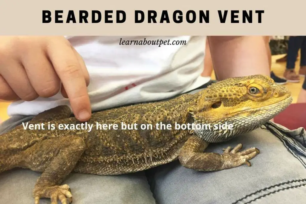 Bearded Dragon Vent 9 Interesting Facts On Beardie Vents