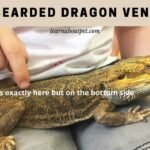 Bearded Dragon Vent
