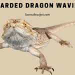 Bearded Dragon Waving : Why Do Bearded Dragons Wave? 4 Common Misconceptions To Avoid