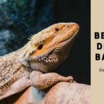 Bearded Dragon Basking : (11 Interesting Facts) Bearded dragon basking