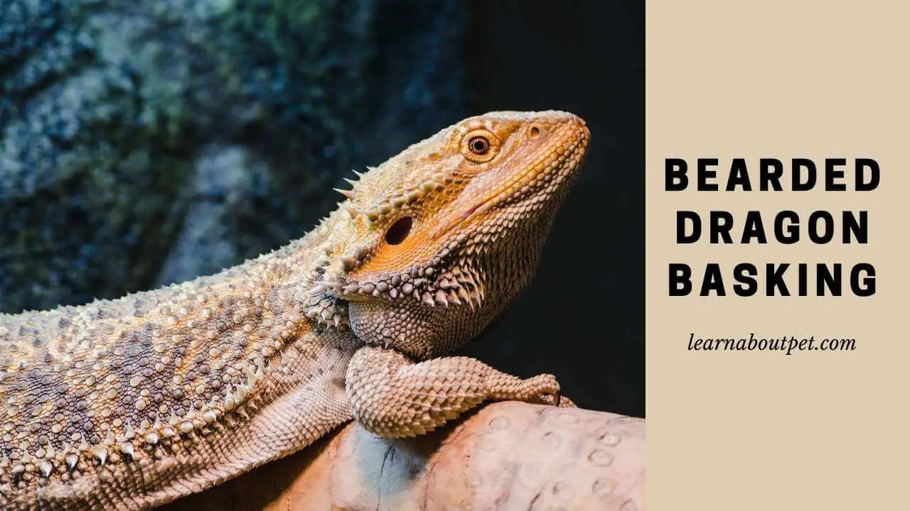 Bearded Dragon Basking : (11 Interesting Facts) - 2024