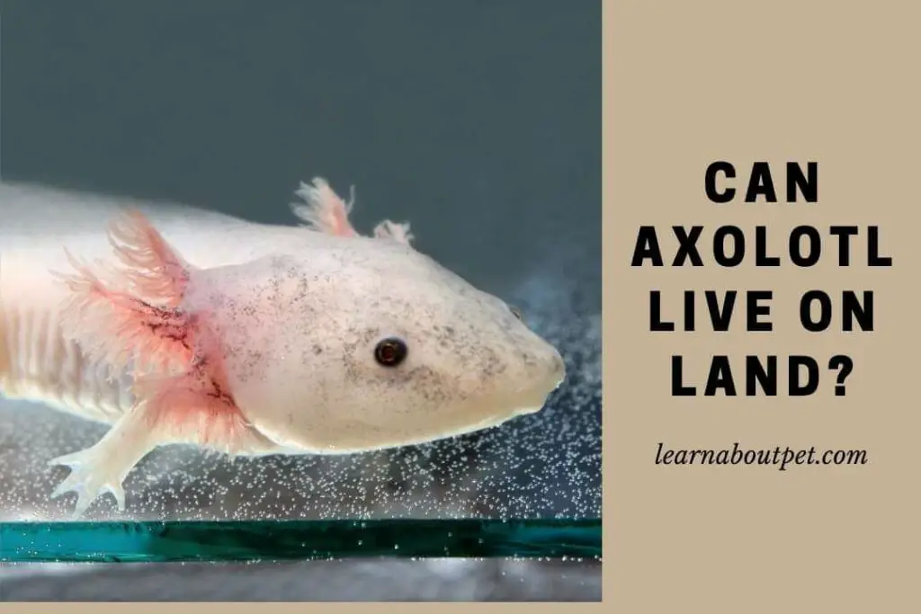 Can axolotl live on land