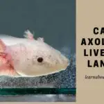 Can Axolotl Live On Land Or Out Of Water? Can Axolotls Go On Land? 9 Cool Facts