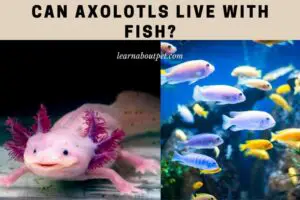 Can axolotls live with fish