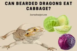 Can bearded dragons eat cabbage