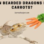Can Bearded Dragons Eat Carrots? 7 Menacing Symptoms Of Over Eating Carrots