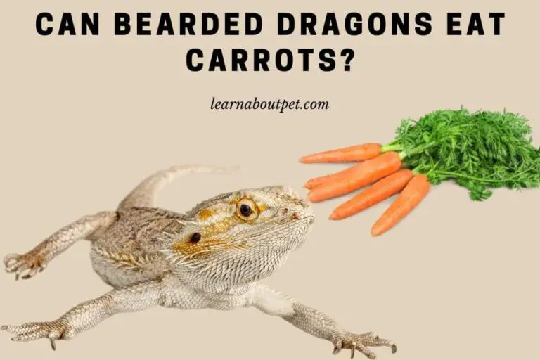 Can Bearded Dragons Eat Carrots? 7 Menacing Symptoms Of Over Eating Carrots