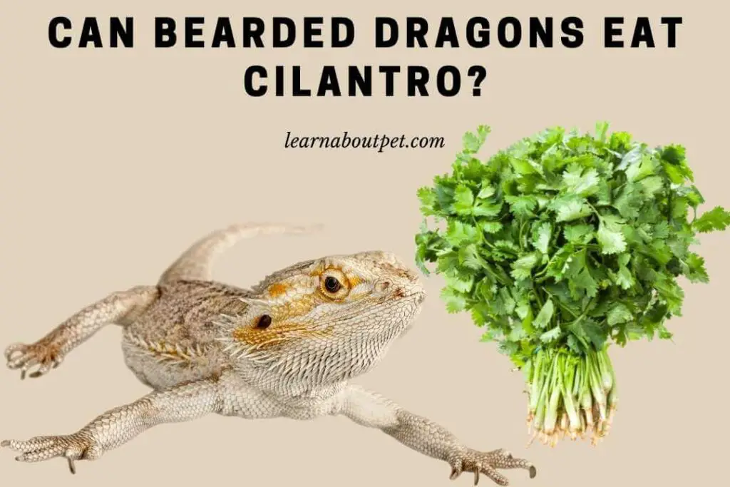 Can Bearded Dragons Eat Cilantro? (11 Cool Facts) 2023