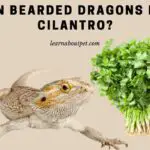 Can Bearded Dragons Eat Cilantro? (11 Cool Facts)