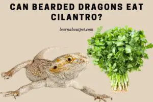 Can bearded dragons eat cilantro