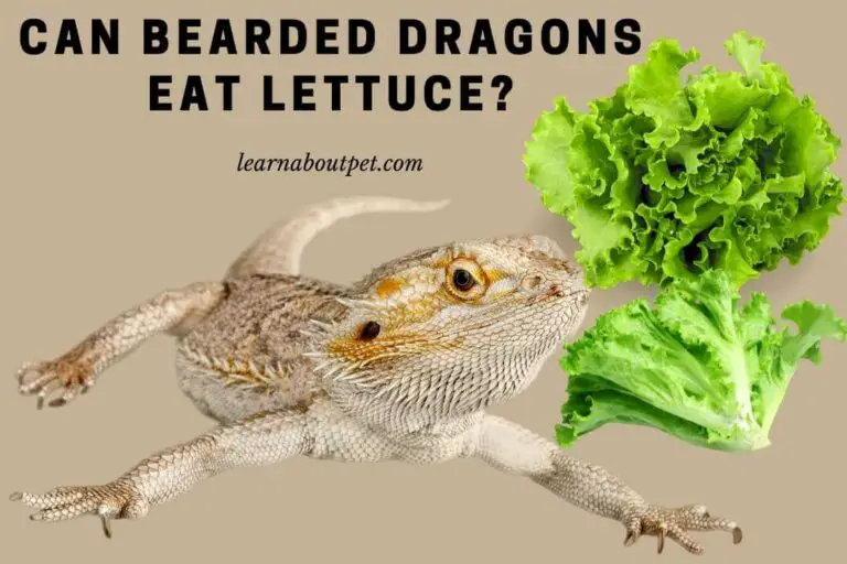 Can Bearded Dragons Eat Lettuce? (11 Interesting Facts) 2023