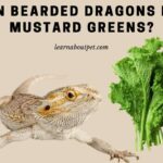 Can Bearded Dragons Eat Mustard Greens? 11 Interesting Facts