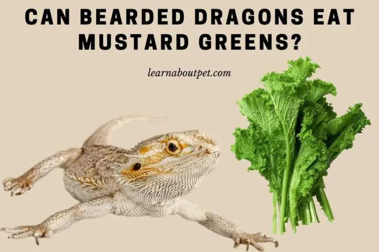 Can Bearded Dragons Eat Mustard Greens? 11 Interesting Facts
