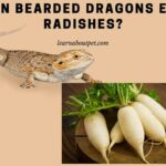 Can Bearded Dragons Eat Radishes? 5 Healthy Benefits From Beardie Eating Radish