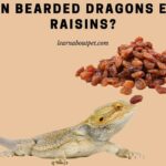 Can Bearded Dragons Eat Raisins? (9 Interesting Facts) Can Bearded Dragons Eat Raisins