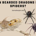 Can Bearded Dragons Eat Spiders