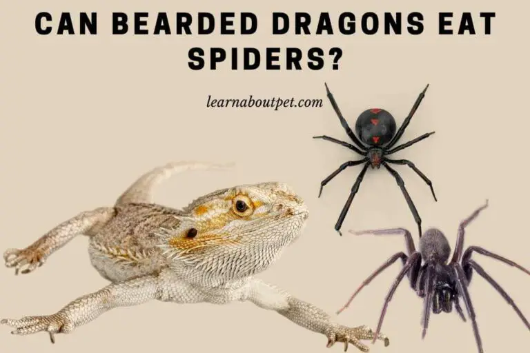 Can Bearded Dragons Eat Spiders? (15 Interesting Facts) 2022