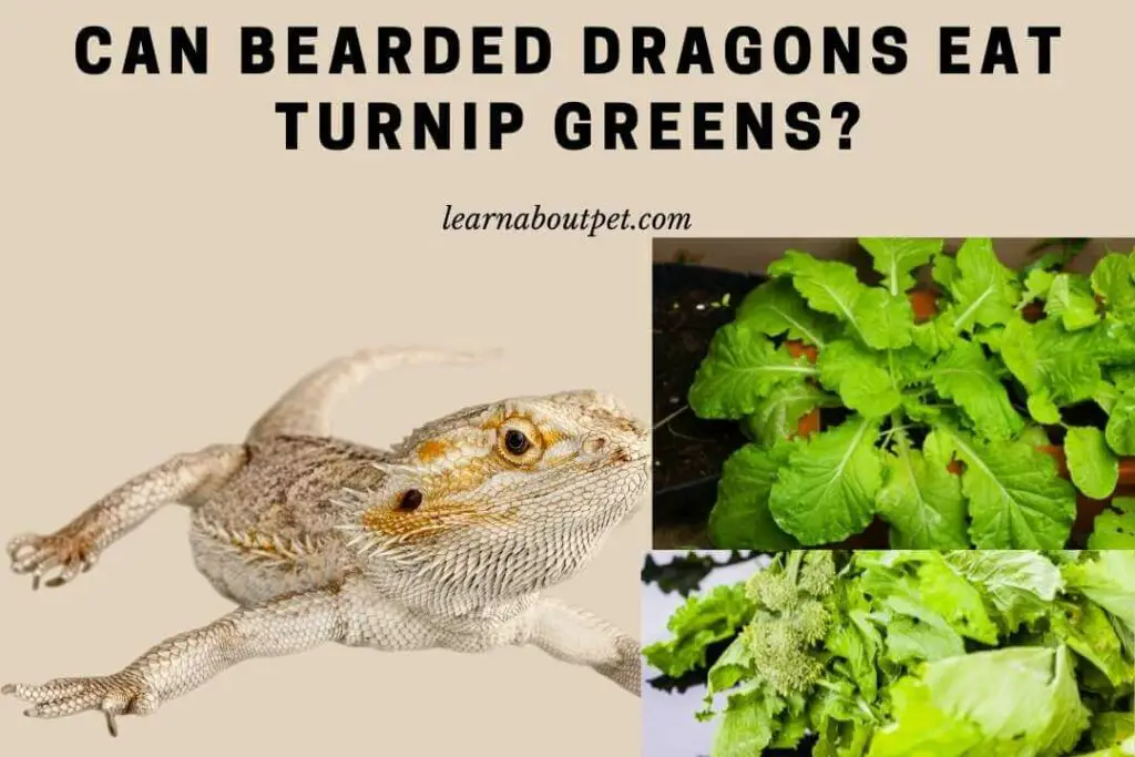 Can Bearded Dragons Eat Turnip Greens? 18 Healthy Nutritional Benefits