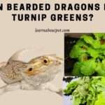 Can Bearded Dragons Eat Turnip Greens