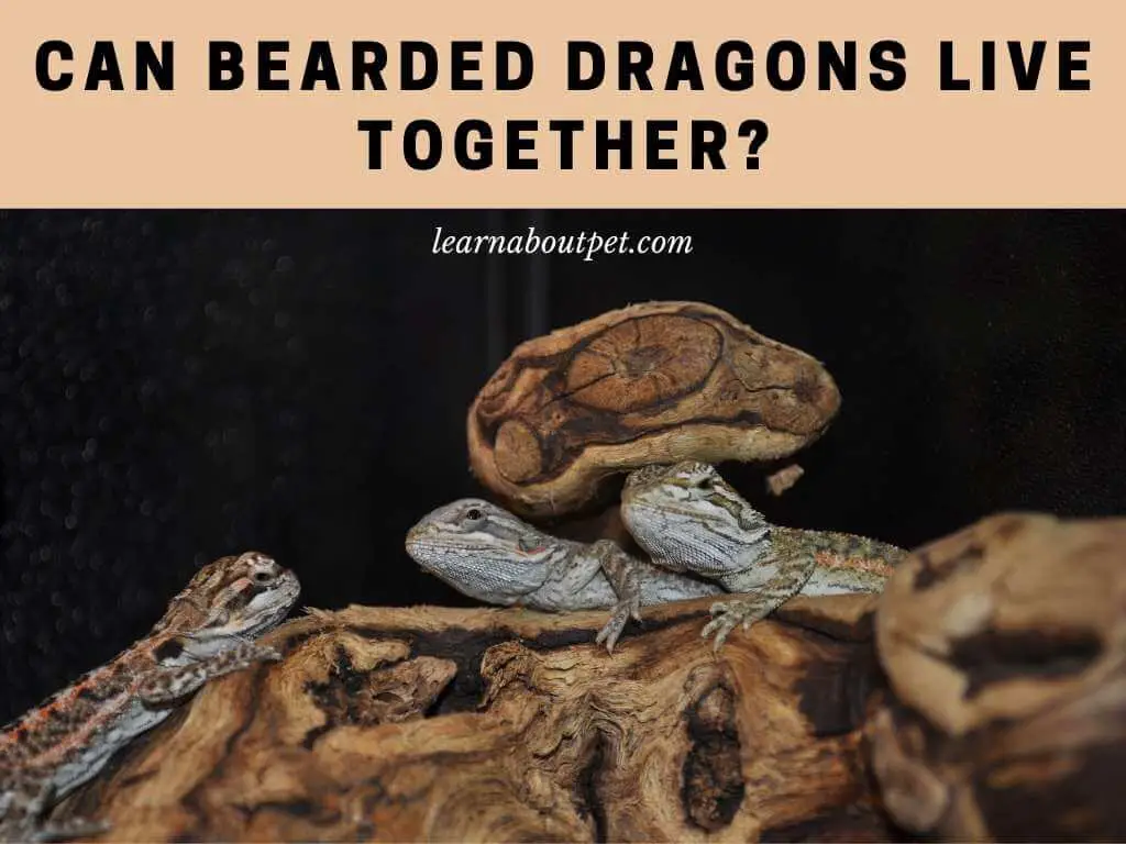 Can Bearded Dragons Live Together? 9 Interesting Beardie Facts