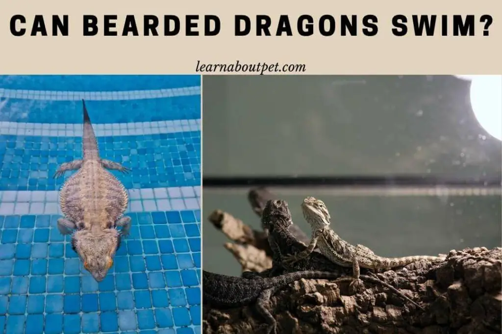 Can Bearded Dragons Swim? (15 Surprisingly Shocking Facts)