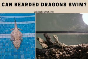 Can bearded dragons swim