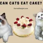 Can Cats Eat Cake? 9 Interesting Cake Facts For Cats