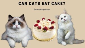Can cats eat cake