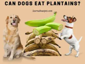 Can dogs eat plantains - my dog ate plantains - can dogs have plantains