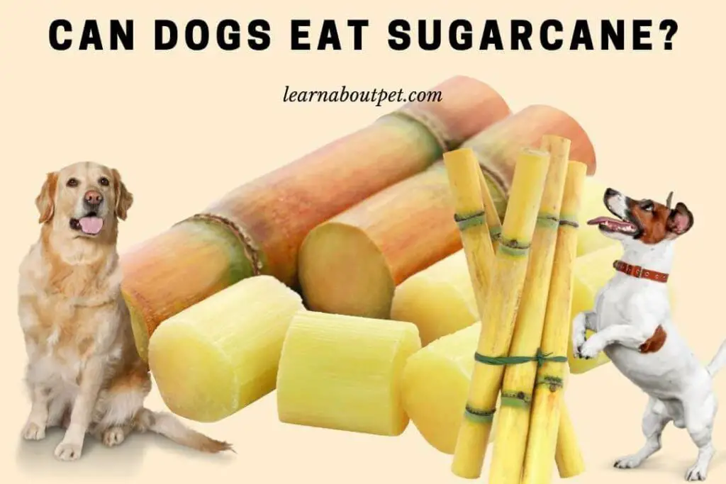 Can Dogs Eat SugarCane? (7 Interesting Reasons Why Dogs Shouldn't Eat