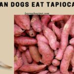Can Dogs Eat Tapioca? 9 Different Tapioca Food Varieties For Healthy Dogs Can Dogs Eat Tapioca