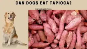 Can Dogs Eat Tapioca 9 Different Tapioca Food Varieties For Healthy Dogs