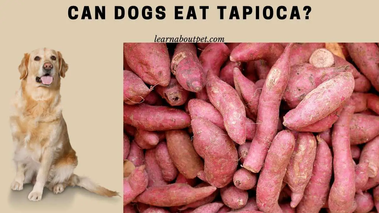 Can dogs eat tapioca