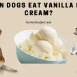 Can Dogs Eat Vanilla Ice Cream? (11 Interesting Facts)