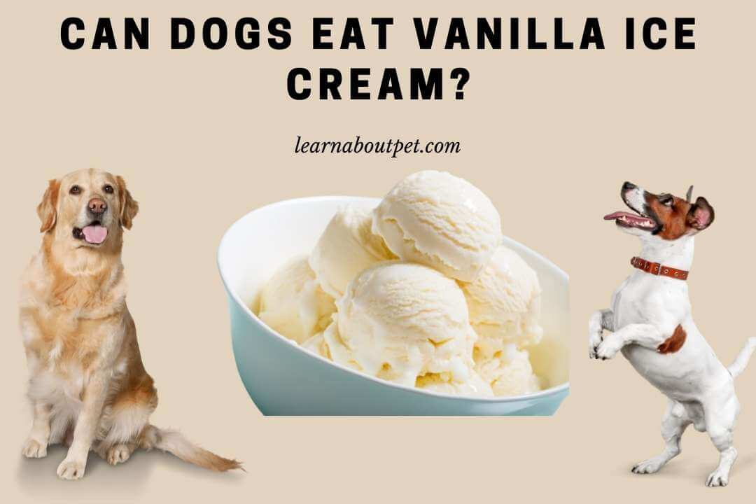 Can Dogs Eat Vanilla Ice Cream? (11 Interesting Facts) 2023