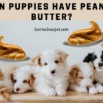 Can Puppies Have Peanut Butter? 7 Menacing Symptoms Of Overfeeding