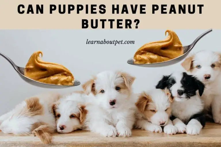 Can Puppies Have Peanut Butter? 7 Menacing Symptoms Of Overfeeding